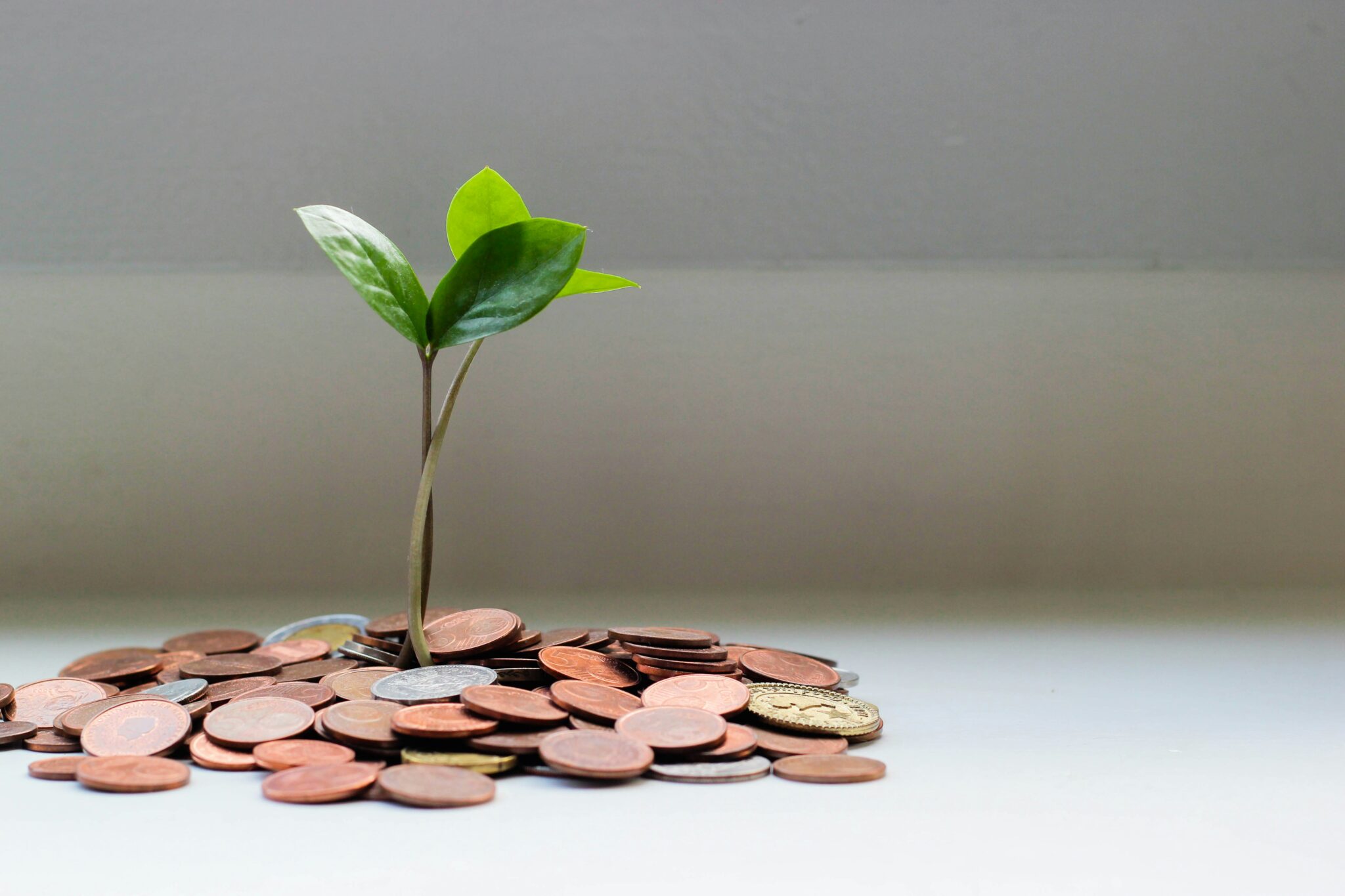 money_tree_stock